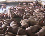 Giá lợn hơi tại ĐBSCL tăng mạnh, chạm mốc 53.000 đồng/kg