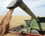 Doanh nghiệp lo đóng cửa nhà máy vì bị cấm nhập lúa mì có Cirsium arvense