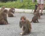 Du khách cho khỉ ăn tại bán đảo Sơn Trà: Tiềm ẩn nhiều mối nguy hại