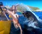 Hy hữu chèo thuyền kayak chứng kiến cuộc chiến giữa hải cẩu và bạch tuộc