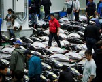 Sau 1 tháng mở cửa, chợ cá Tokyo có những thay đổi gì?