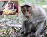 Ấn Độ: Khỉ tấn công bé trai 12 ngày tuổi