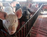 Dịch tả lợn châu Phi lan rộng tại Trung Quốc