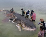 Cá voi chết ở Indonesia có 1.000 mảnh nhựa trong bụng