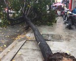 TP.HCM ngập diện rộng, 1 người thiệt mạng do ảnh hưởng bão