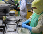 Cà Mau dẫn đầu cả nước về kim ngạch xuất khẩu tôm
