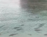 Cá mập tái xuất hiện tại bãi biển Maya