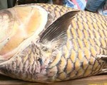 Cá hô vàng 'khủng' mắc lưới ngư dân ở Vĩnh Long