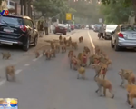 Ấn Độ: Gần 5.000 con khỉ xâm chiếm Thủ đô New Delhi