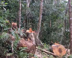 Kiên quyết xử lý tập thể, cá nhân liên quan đến vụ phá rừng ở Kon Tum