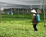 Báo động tình trạng lạm dụng thuốc bảo vệ thực vật ở Việt Nam