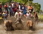Lễ hội đua bò ở Indonesia