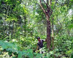 Thừa Thiên Huế tăng hiệu quả từ trồng rừng gỗ lớn