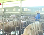 Thừa Thiên Huế ban hành kế hoạch ứng phó khẩn cấp với  dịch tả lợn châu Phi