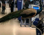 Chim công Dexter nổi tiếng bị hãng hàng không từ chối vận chuyển