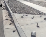 Mỹ: Hàng trăm con chim rơi xuống đất chết không rõ lý do