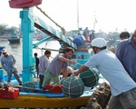 Ngư dân Bình Thuận săn 'lộc biển' đầu năm