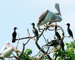 Vườn chim Bạc Liêu nâng mức cảnh báo cháy rừng mùa khô
