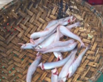 Ngư dân Sầm Sơn trúng đậm mẻ cá trích