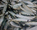 Ngư dân Quảng Bình được mùa cá trích