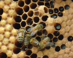 Để mật ong Việt Nam đứng vững trên thị trường