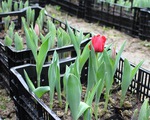 Trồng thành công hoa tulip tại Phú Yên
