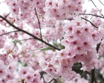 Hoa anh đào Nhật Bản nở sớm hơn so với thường lệ