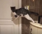 Video những chú mèo gây chú ý trên mạng xã hội