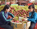 Trung Quốc gom mua, giá nhiều loại trái cây tăng kỷ lục
