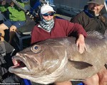 Nữ du khách bất ngờ câu được cá khổng lồ, to như ghế sofa ở Australia