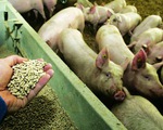 Sử dụng kháng sinh chưa đúng cách trong chăn nuôi - Hệ lụy nguy hại về lâu dài