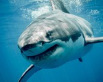 Nổi tiếng là to lớn nhưng liệu cá mập trắng có gây nguy hiểm cho con người?