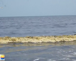 Bãi biển Đà Nẵng xuất hiện vệt nước đen bất thường dài hơn 5km