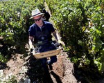Trải nghiệm thu hoạch nho làm rượu vang ở Chile