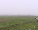 Gần 2.000ha đất lúa ở Hà Nội chưa có nước sản xuất