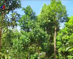 Ninh Thuận phát triển cây ăn quả chịu hạn