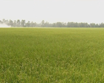 Liên kết sản xuất và tiêu thụ lúa còn nhiều hạn chế
