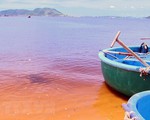 Tảo tạo ra vệt nước màu vàng hồng trên biển Quảng Bình
