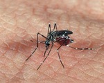 Châu Phi: Thuốc chống sốt rét biến máu người thành độc tố với muỗi