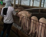 Nông dân nơm nớp lo âu vì giá lợn tăng đột ngột
