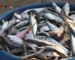 Nhiễu loạn thông tin cá biển chết dọc bờ biển miền Trung: Điều tra các đối tượng lợi dụng xuyên tạc