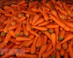 Thu giữ hơn 6 tấn cà rốt ngâm hóa chất