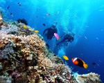 Vẻ đẹp san hô Phú Quốc có thể chỉ là ký ức nếu không được gìn giữ