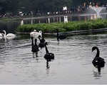 Một con thiên nga ở hồ Thiền Quang bị mắc lưỡi câu trộm