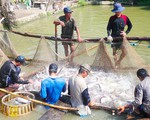 ĐBSCL: Giá cá tra tăng cao, người dân ồ ạt đào ao nuôi