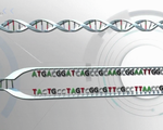 Phát hiện cấu trúc ADN mới trong tế bào người