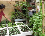 Hướng dẫn phương pháp đơn giản trồng rau sạch tại nhà
