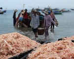 Ngư dân Phú Yên được mùa ruốc biển