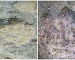 Phát hiện dấu vết khủng long niên đại 170 triệu năm ở Scotland