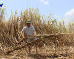 Hàng ngàn hecta mía ở Đắk Lắk héo khô trên đồng